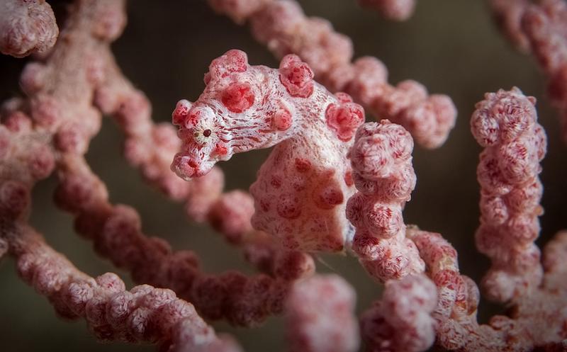 North Sulawesi pygmy seahorse