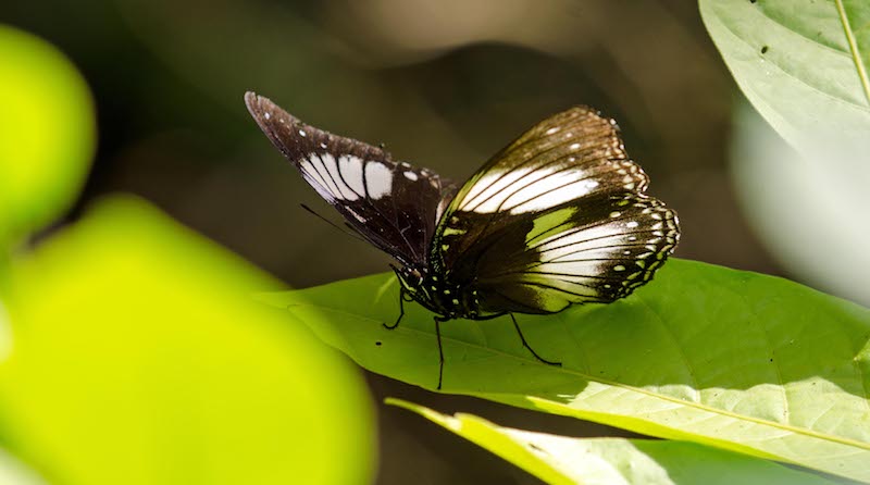 Tangkoko buterfly