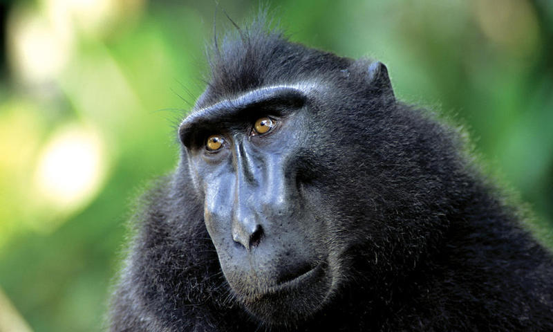 Macaque-Sulawesi