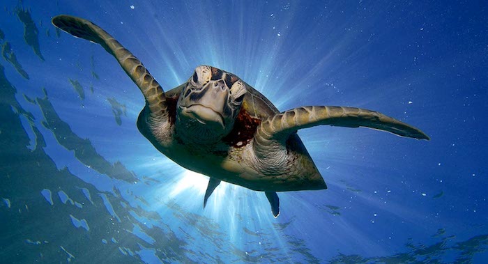 Turtle snorkeling in Bunaken