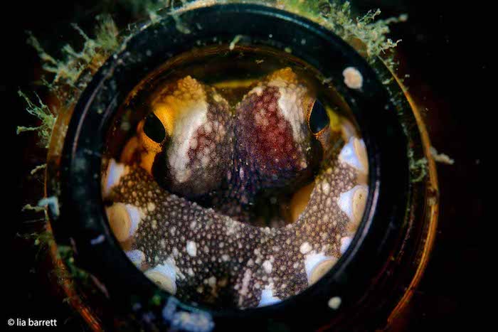 Macro Underwater Photography