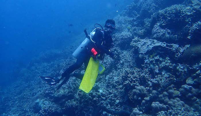 Bunaken clean up dive