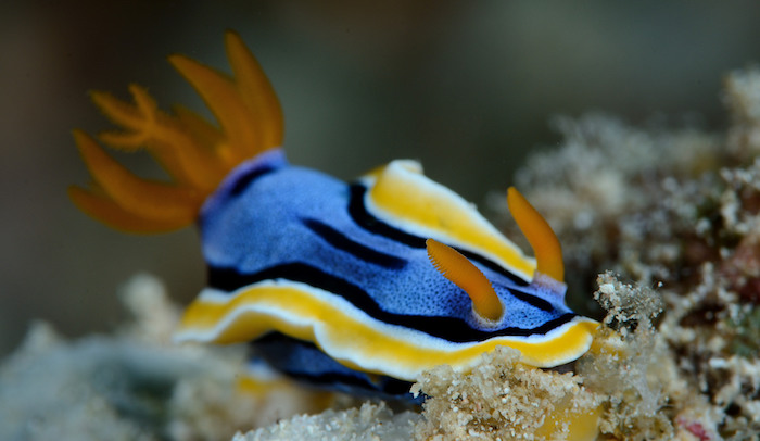 Dive North Sulawesi