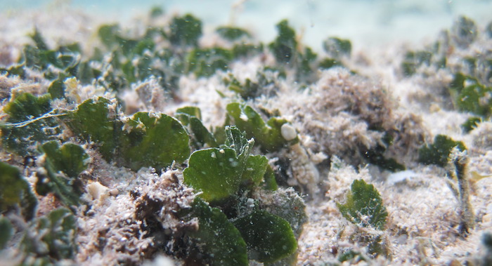 Nudibranch Sulawesi