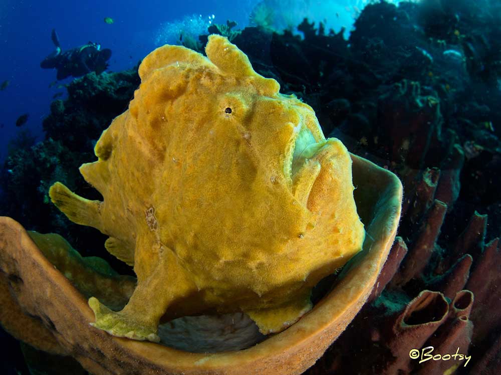 Giant frogfish antennarius commerson