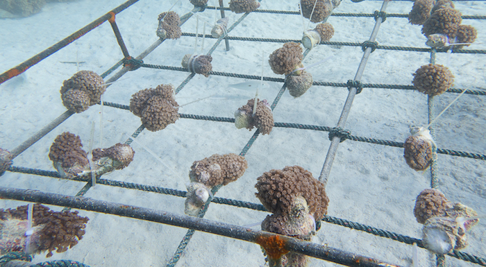 Bangka coral nurseries