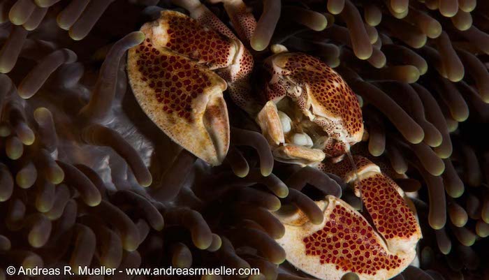Porcelain Crabs in North Sulawesi