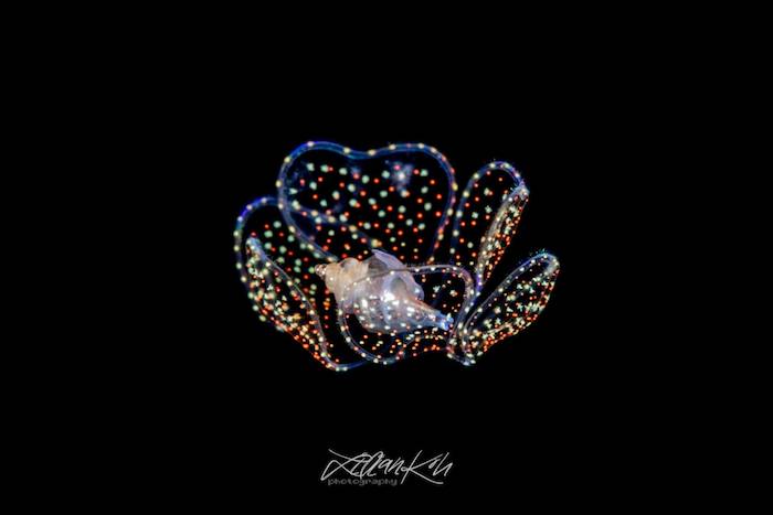 Blackwater dive photography of a larvae