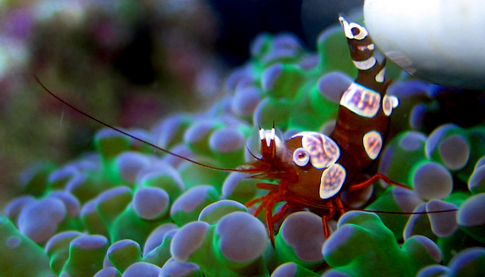 Sexy shrimp anemone