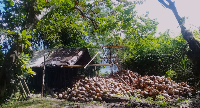 Coconut farming Bangka Village