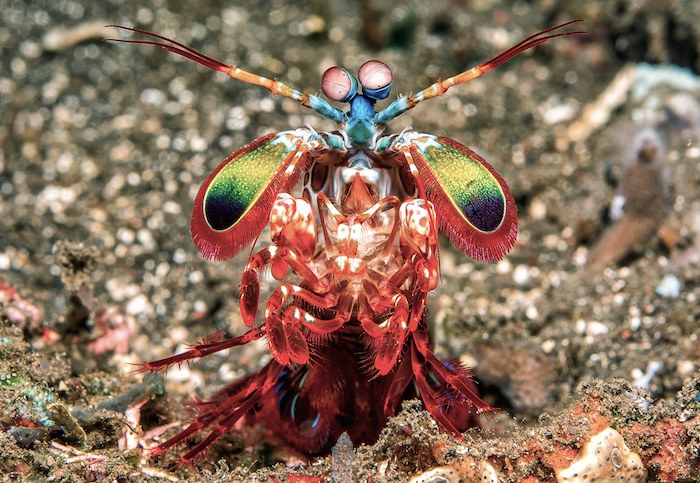peacock mantis shrimp