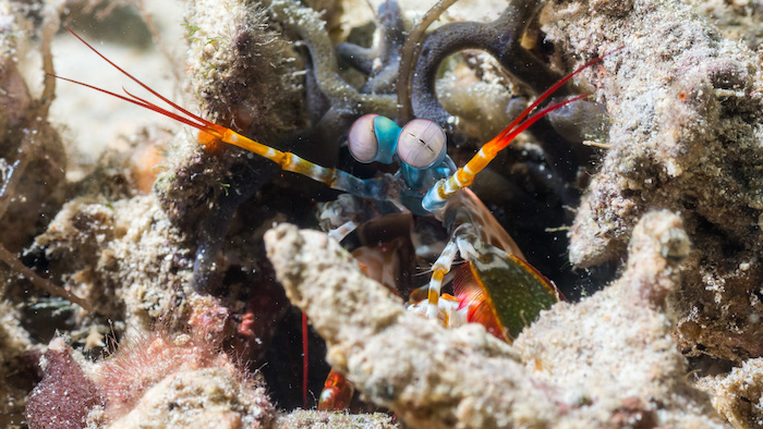 mantis shrimp eyes