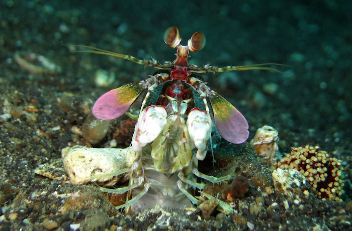 Pink-eared mantis
