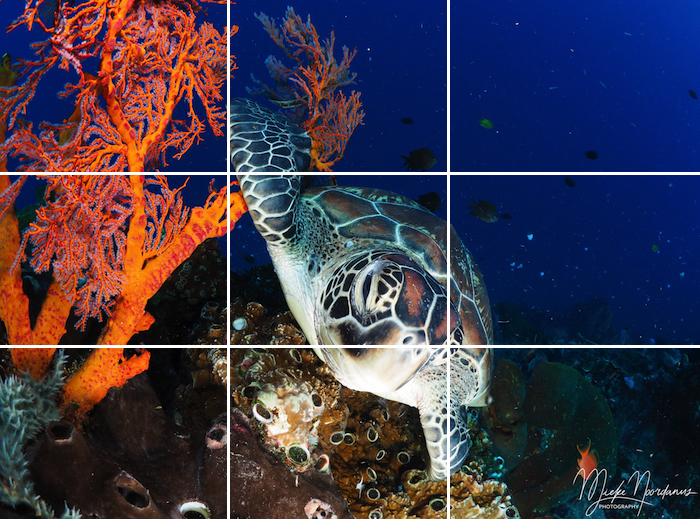 Underwater Photography tips