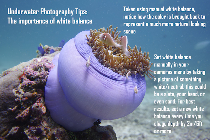Underwater photography white balance